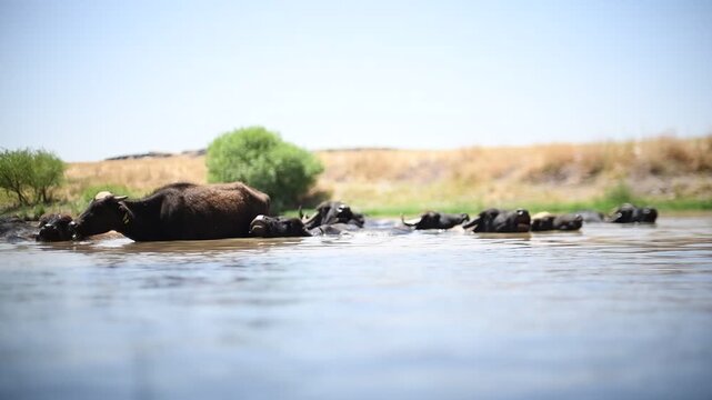 A large herd of Anatolian water buffalo (Bubalus bubalis) is cooling off in the Tigris River amidst the scorching summer heat.