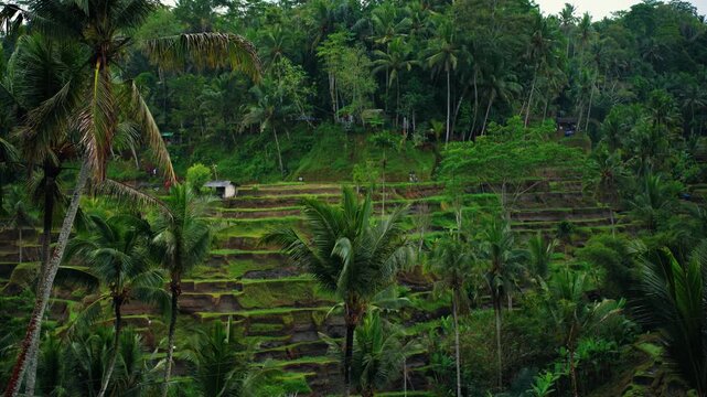 Lush green Tegalalang rice terraces bathed in morning sunlight, Ubud, Bali, Indonesia