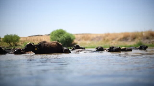 A large herd of Anatolian water buffalo (Bubalus bubalis) is cooling off in the Tigris River amidst the scorching summer heat.