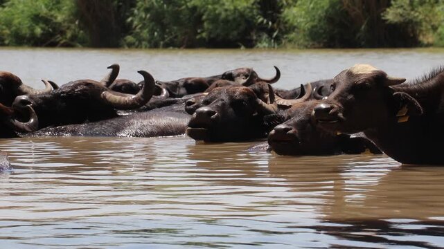 A large herd of Anatolian water buffalo (Bubalus bubalis) is cooling off in the Tigris River amidst the scorching summer heat.