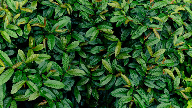 Fresh green leaves bush background in tropical garden