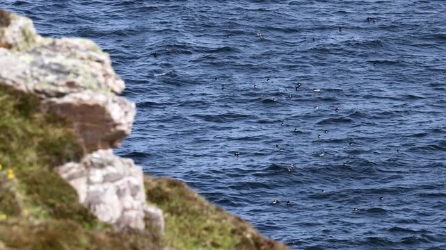 Puffins and other seabirds swimming in waters of Tory Island, Toraigh, County Donegal, Ireland