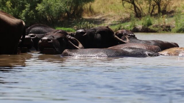 A large herd of Anatolian water buffalo (Bubalus bubalis) is cooling off in the Tigris River amidst the scorching summer heat.