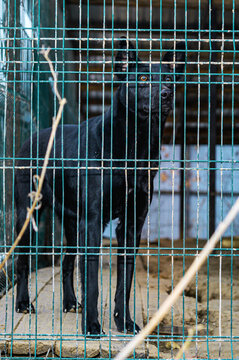 Homeless Dog in Animal Shelter Kennel Waiting for Adoption