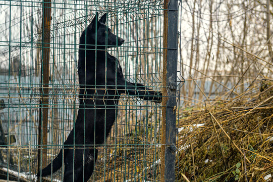 Homeless Dog in Animal Shelter Kennel Waiting for Adoption