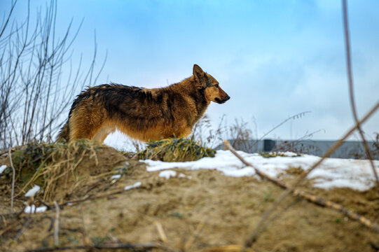 Homeless Stray Dog in Outdoor Animal Shelter Waiting for Adoption