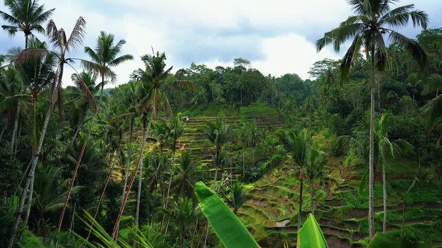 Lush green Tegalalang rice terraces bathed in morning sunlight, Ubud, Bali, Indonesia