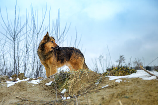 Homeless Stray Dog in Outdoor Animal Shelter Waiting for Adoption