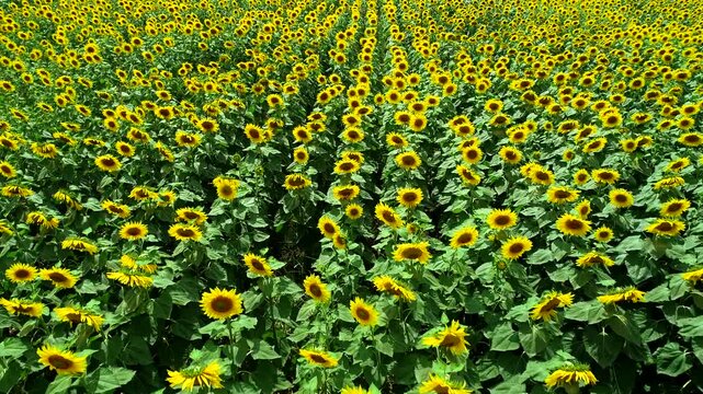 A breathtaking view of a vast sunflower field in full bloom beneath a bright blue sky. Endless rows of vibrant yellow sunflowers create a stunning summer agricultural landscape in the countryside.
