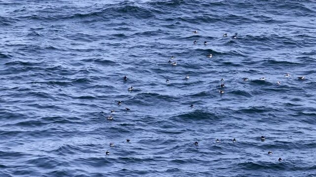 Puffins and other seabirds swimming in waters of Tory Island, Toraigh, County Donegal, Ireland