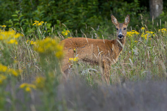 Eine naturbelassene Waldwiese bietet der Ricke (Capreolus capreolus) im Sommerfell ein reichhaltiges Nahrungsangebot, Juli, D&auml;nemark