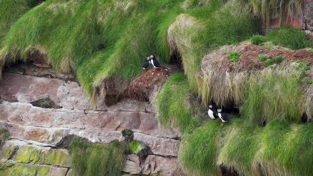 Puffins landing on a cliff of Tory Island, Toraigh, County Donegal, Ireland 