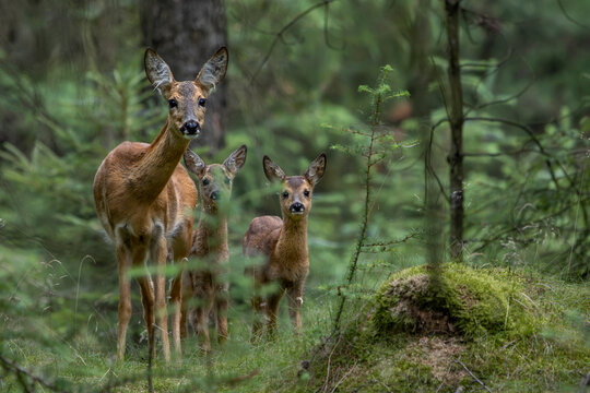 Aufmerksam sichert die Ricke mit ihren zwei Rehkitzen (Capreolus capreolus), Tierkinder, Juli, D&auml;nemark