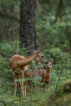 Z&auml;rtlich leckt die Ricke den Kopf eines ihrer Rehkitze (Capreolus capreolus), Tierkinder, Juli, D&auml;nemark