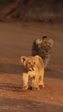 lion cub lying on the ground