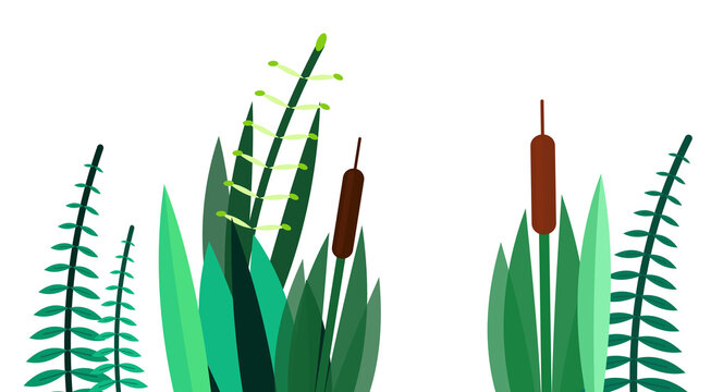 Garden plants and cattails on transparent background