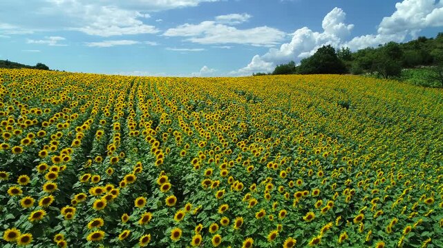 A breathtaking view of a vast sunflower field in full bloom beneath a bright blue sky. Endless rows of vibrant yellow sunflowers create a stunning summer agricultural landscape in the countryside.