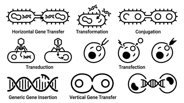 Genetic Transfer Methods: Horizontal, Vertical, Transduction, Transformation, Conjugation