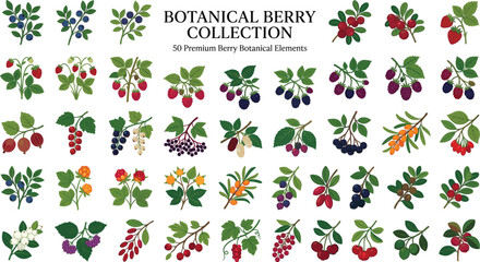 Botanical berry collection, set of hand drawn fruit branches with leaves and berries. Floral vector illustration elements for organic food packaging, healthy recipe design, stationery and print media © Hoody Baba