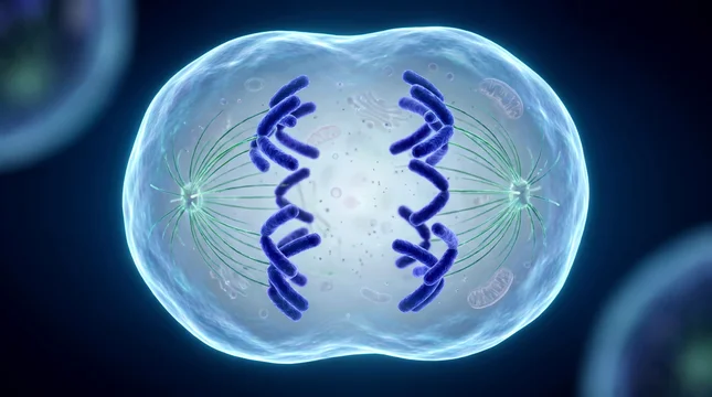 Metaphase stage of mitosis with chromosomes gathering at the center of the cellular structure
