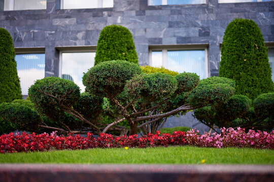 A garden displays neatly trimmed green bushes and bright flowers in front of a stone building. This scene captures a sunny day in an urban area