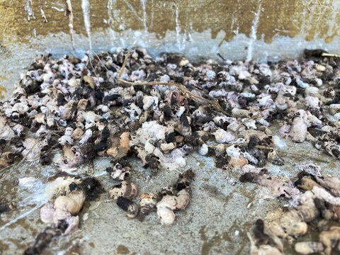 Scattered swiftlet droppings on the porch floor of an abandoned house quietly reveal nature reclaiming a once-lived-in space, leaving behind a haunting trace of time and silence.