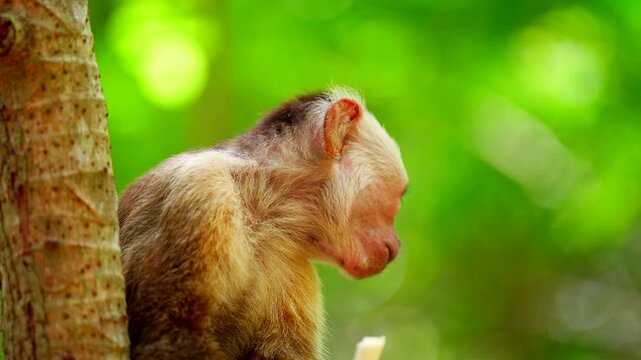 Capuchin monkey biting off and chewing plant stalk in Tayrona National Park