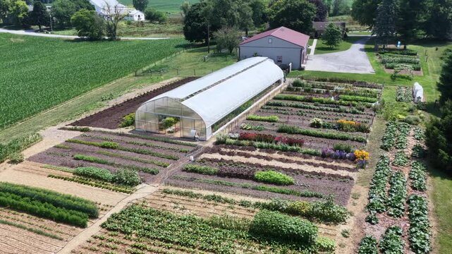 Rows of colorful vegetable and flower crops surround white greenhouse hoop house near Donegal Creek Pennsylvania, red barn and green cornfield border neat garden plots. Aerial drone view.