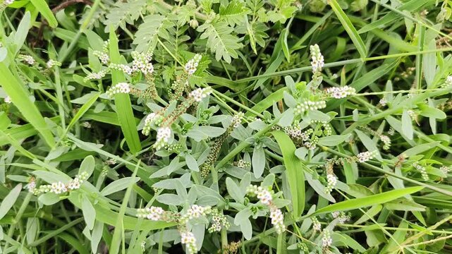 green grass with dew drops