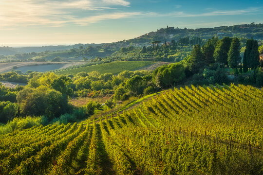 Vineyards Landscape and Casale Marittimo Village in Tuscany