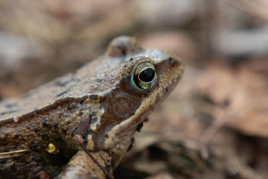 Common frog eye closeup, brown European frog side profile, wild amphibian creature in natural forest habitat, wildlife zoology macro photo.