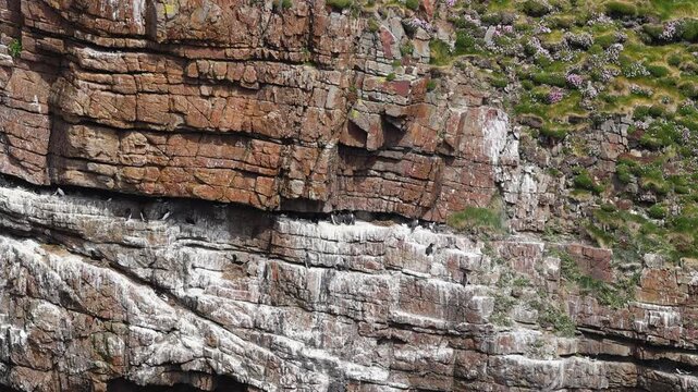 Seabirds sitting on cliffs of Tory Island, Toraigh, County Donegal, Ireland