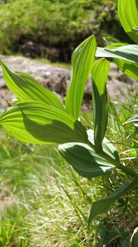False hellebore leaves swaying in a sunlit mountain meadow