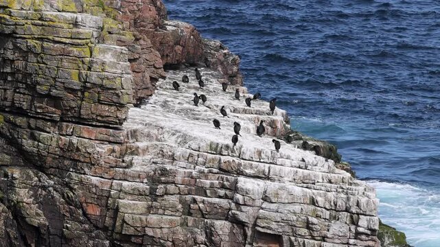 Seabirds sitting on cliffs of Tory Island, Toraigh, County Donegal, Ireland