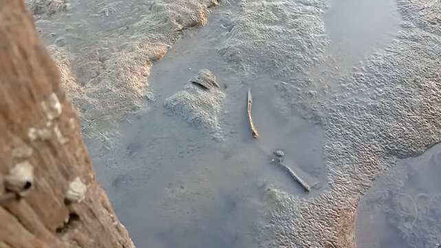 Footage Video of Mudskipper Fish on Wet Coastal Mudflat During Low Tide