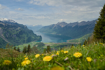 Fototapeta premium Lake Brienz alpine valley view from Brünig - Hasliberg in spring, Bernese Oberland, Switzerland