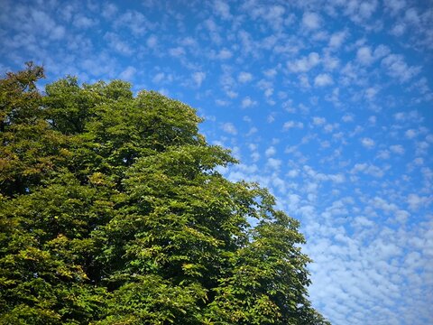 Green chestnut tree crown against blue sky with altocumulus clouds.
