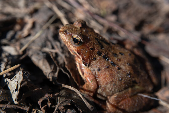 Common frog full-length photo, European brown frog sitting on dry leaves, wild amphibian creature in forest environment, natural wildlife portrait.