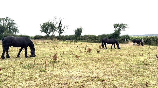 Training Horses to Eat Separately for Calm and Safe Feeding