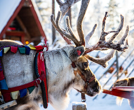 Portrait of a festive reindeer at santa claus village in rovaniemi, lapland finland