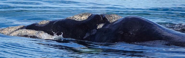 A close-up of a south right whale in Hermanus, South Africa © Patricia BC