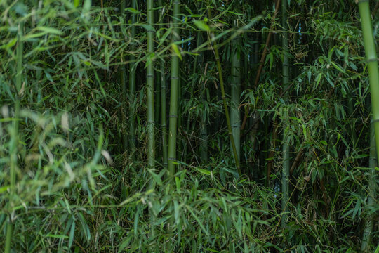 A dense bamboo forest too thick to see through