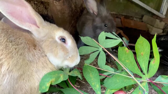 Close up of fluffy brown rabbit and grey rabbit feeding on green leaves in the backyard