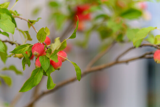 Small red crabapples on a tree branch with green leaves. Ripe Malus prunifolia fruits in a city park with background architecture blur.