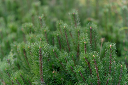 Green pine branches with young shoots and fresh needles in a dense conifer bush. Natural evergreen plant texture for botanical background.