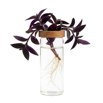 Cylindrical clear glass propagation vial with wood accent and purple tradescantia pallida cutting in water, transparent isolated design element on transparent
