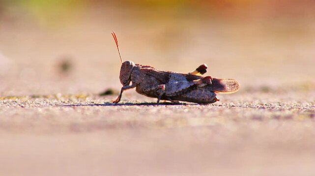 Cricket in portrait view posing in summer sunlight of evening dawn on ground with antenna and strong legs to jump high into the air in danger. Cleaning its eyes attentively. Grasshopper portrait view.
