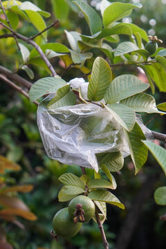 Green guava wrapped in a transparent plastic bag on the tree as a fruit protection method before harvest, photographed outdoors with a natural blurred background.