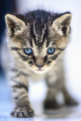 cat on white background © youm
