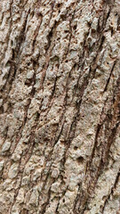 Fototapeta premium Detailed bark texture with insect holes on ancient tree in Papua rainforest, Indonesia